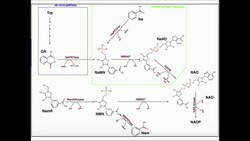 Niacin: Metabolism to NAD and NADP Instructional Video