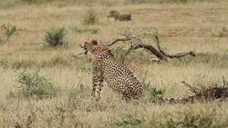 Cheetah looking at warthogs. Stock Footage