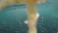 CLEAN : Aquaculture offers lifeline to floundering Moroccan fishermen News Clip