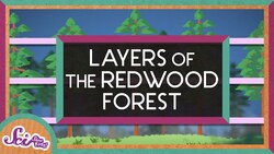 The Layers of the Redwood Forest | Explore the Redwoods | SciShow Kids Instructional Video