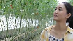 farm worker harvetsing tomatoes from organic garden Stock Footage