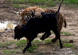 Food Chain - Energy Flow in Ecosystems Instructional Video