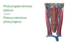 Main veins of the head and neck Instructional Video