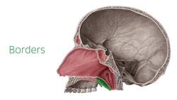Soft palate Instructional Video