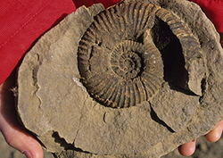 Seashells on a mountain Instructional Video