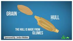 Are Ancient Grains Really Better For You? Instructional Video