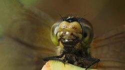 Female dragonfly Vagrant darter. Stock Footage