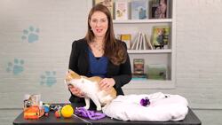 Is It Safe to Let Your Cat Go Outside? Instructional Video