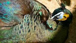 Elegant wild exotic bird with colorful artistic feathers. Close up of peacock textured plumage. Flying Indian green peafowl (Pavo cristatus) in real nature, vibrant pattern of luminous tail and wings. Stock Footage