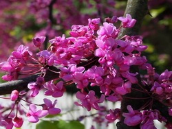 Plantas con flores: introducción Instructional Video