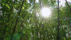 Light Survive Tree Eucalyptus tree Stock Footage