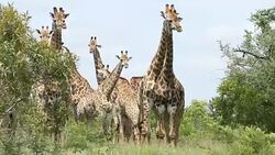 Large herd of giraffes. Stock Footage
