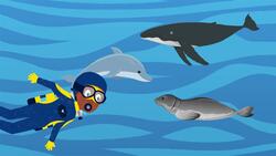 I WONDER - How Are Whales Grouped? Instructional Video