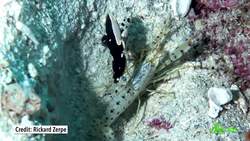 8 Animal Friendships That'll Give You All the Feels Instructional Video