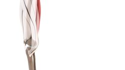 Semitendinosus muscle (3D) Instructional Video