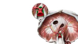 Diaphragm Instructional Video