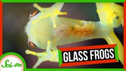 These Frogs Hide Thanks to Transparent Skin Instructional Video