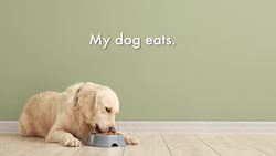 Building Strong Sentences: A Guide to Grammar and Capitalization Instructional Video