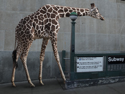 Trusting Ourselves: Building Confidence and Being Trustworthy Instructional Video