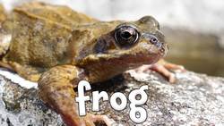 Ocean Animal Sounds Instructional Video