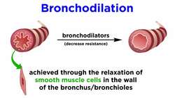 Bronchodilators Part 1: Principles of Respiratory Airflow and Development of Selective Drugs Instructional Video
