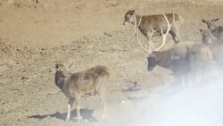 Thirst? Never Heard of It — These Animals Don’t Need Water to Survive! Instructional Video