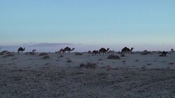 CLEAN : STOCKSHOTS: Desert life in southern Tunisia News Clip