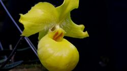 Thousands of orchids bloom in snowy Moscow News Clip