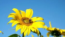 Sunflower rocking in the wind with a bee foraging on the bright yellow flower. Stock Footage