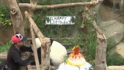 Fiesta de cumpleaños para panda en zoológico de Malasia Instructional Video