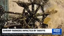 Domestic shrimpers see a glimmer of hope in some US tariffs News Clip