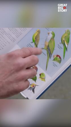 The wild parrots of Brooklyn, urban survival tale Instructional Video
