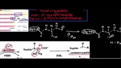Conversion of Adrenocorticotropic Hormone (ACTH) to Melanocyte Stimulating Hormone (MSH) Instructional Video
