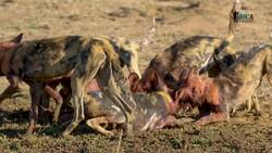 Conservation Strategies for Endangered Species in Safari Ecosystems Instructional Video