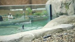 This is Why Penguins Are Perfectly "Suited" for an Arctic Marine Lifestyle Instructional Video