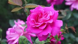 Plant Structures: What Do Plants Need? Instructional Video