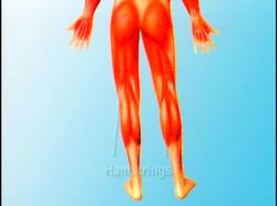 The Human Body Musculoskeletal - Muscles Instructional Video