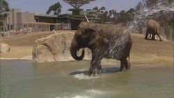 Come on the Journey With These Elephants as They Explore Their New Pool Instructional Video