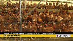 B.C. reports 1st presumptive human case of H5N1 avian flu caught in Canada News Clip