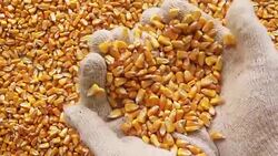 Farmer handful of harvested corn kernels Stock Footage