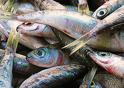 Sobrepesca Instructional Video