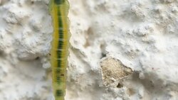 The Birch sawfly larva crawling on the pavement Stock Footage