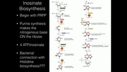 Regulation of Purine Biosynthesis Instructional Video