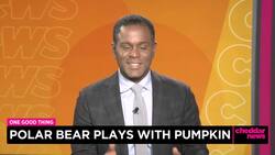 One Good Thing: Polar Bear Plays With Pumpkin News Clip