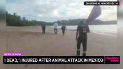 One Dead, One Injured After Animal Attack in Mexico News Clip