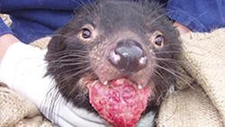 Last of the Tasmanian devils - Infectious cancer to blame Instructional Video