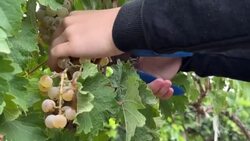 CLEAN : Grapes of wrath: Ukraine's winegrower 'closest to the frontline' News Clip
