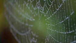 Dew in spiderweb Stock Footage