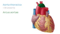 Aorta thoracica Instructional Video