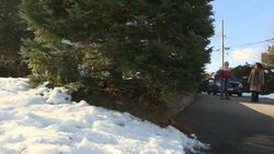 This Fredericton neighbourhood came together to decorate a six-metre-tall Christmas tree News Clip